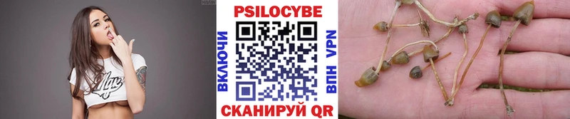 где купить наркотик Краснознаменск Псилоцибиновые грибы мицелий